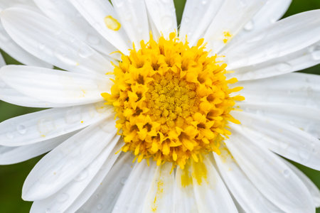 Macro of white daisy with water drops on petals.の写真素材