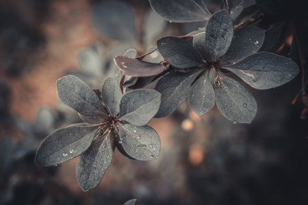 Closeup of leaves with shallow depth of field. Toned.の写真素材