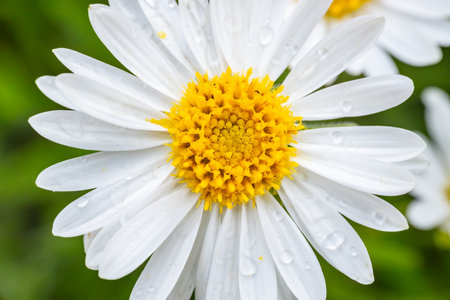 White daisy flower with water drops on petals close-upの写真素材