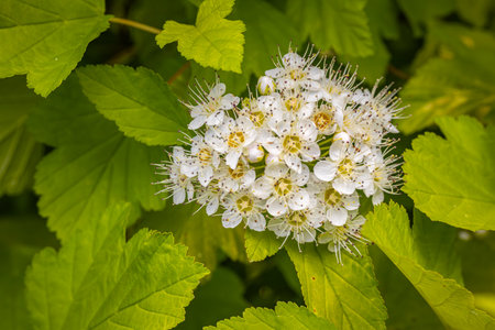 White flowers of hawthorn (Viburnum opulus)の写真素材