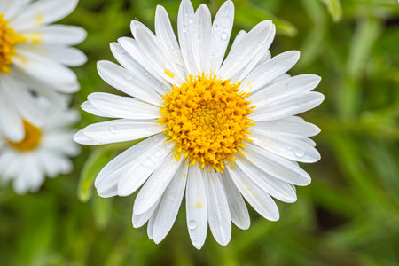 white daisy flower with water drops on petals in the gardenの写真素材