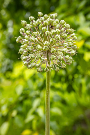 Allium giganteum flower in the garden. (Allium giganteum)の写真素材