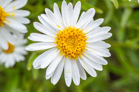 White daisy flower with water drops on the petals in the gardenの写真素材