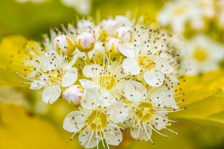 Close up of white flowers on a hawthorn tree in springの写真素材
