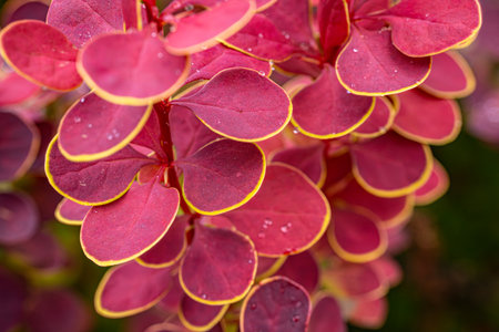 Close up of red leaves of barberry (Berberis vulgaris)の写真素材