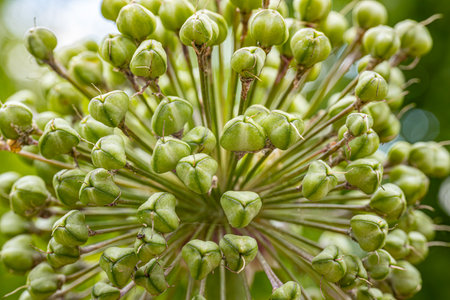 Close up of Allium Giganteum (Allium Giganteum).の写真素材
