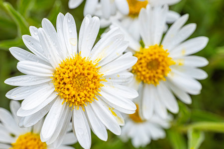 White daisies with water drops on the petals in the gardenの写真素材