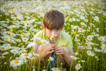 Little boy in camomile field with daisy flowers in summerの写真素材