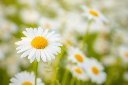 White daisies on a meadow in summer. Nature backgroundの写真素材