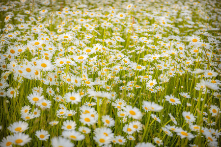 Field of daisies in the summer, close-up.の写真素材