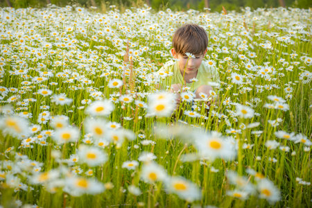 Little boy playing in a field of daisies on a summer dayの写真素材