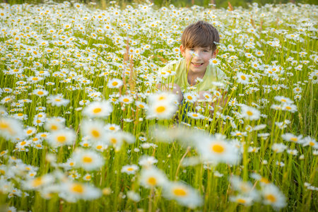Cute little boy in chamomile field on summer dayの写真素材