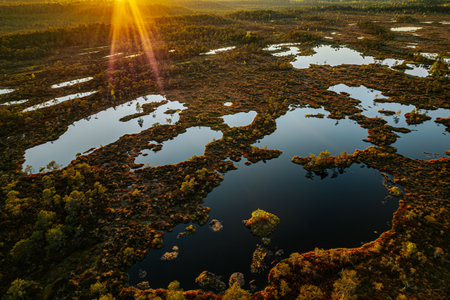 Aerial view of the swamp in autumn with reflection of the sunの写真素材
