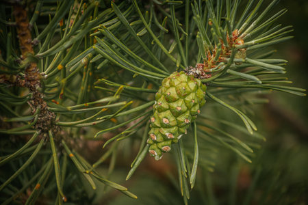 Pine tree branch with cones and green needles, close-upの写真素材