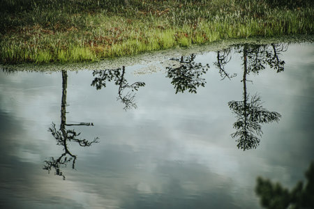 reflection of trees in the lake water in summer with green foliage and grassの写真素材
