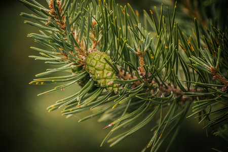 Pine tree branch with green cone, close up. Nature backgroundの写真素材