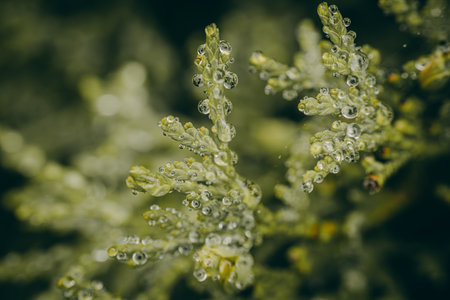 Drops of dew on the branches of a thujaの写真素材