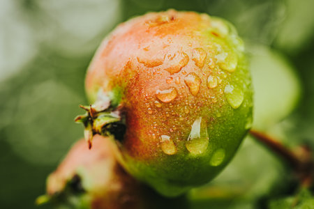 Close-up of wet apples on a tree branch after the rainの写真素材