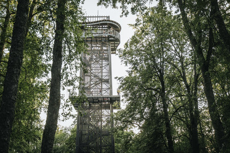A view of the top of the observation tower in the forest.