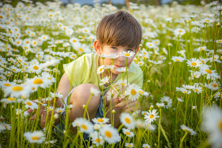 Little boy playing with daisies in a field of daisiesの写真素材