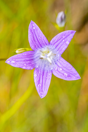 Flower of bellflower (Campanula grandiflora)の写真素材