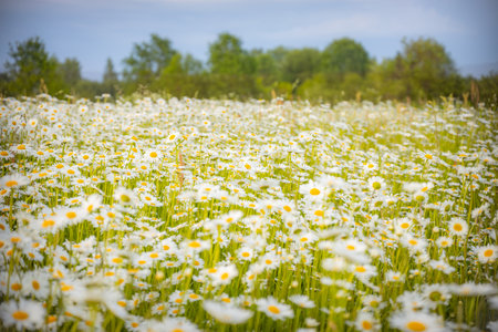 Field of daisies in the meadow. Summer landscape.の写真素材