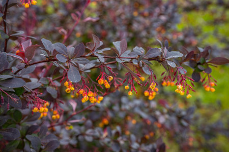 Berberis vulgaris, also known as common barberry or simply barberry.の写真素材