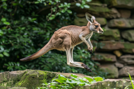 A kangaroo mid jump with its hind paws just above the ground, capturing the dynamic movement in its natural environment. The scene emphasizes the agility and energy of the animal.の素材