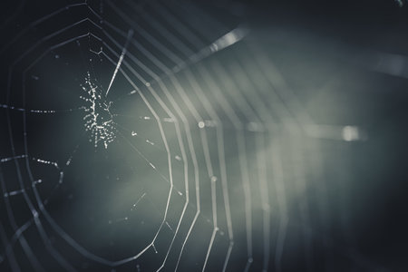 spider web with bokeh background, closeup of photoの写真素材