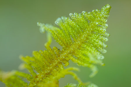 Green fern leaf in the rainforest. Macro photography of nature.