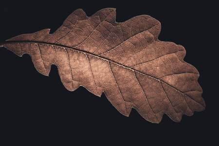 close up of dry oak leaf on black background with filter effect retro vintage style