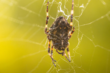 Spider on the web in the nature. Macro photo with shallow depth of field