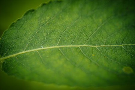 Green leaf macro close up. Nature background. Shallow depth of field.