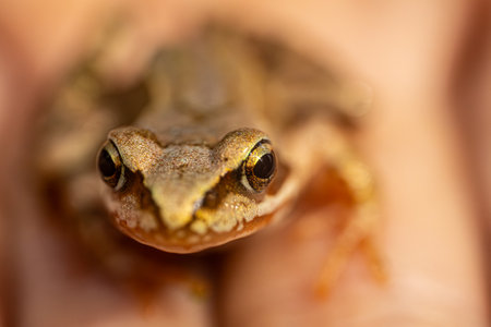 Close up of a common tree frog (Rana temporaria)