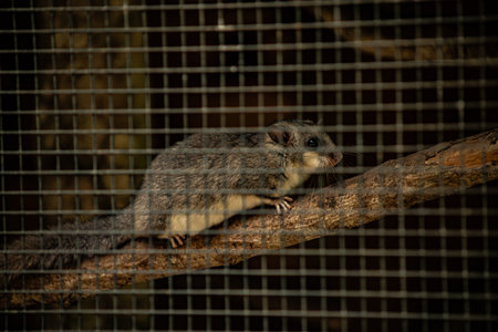Squirrel in a cage at the zoo, Thailand, Southeast Asia