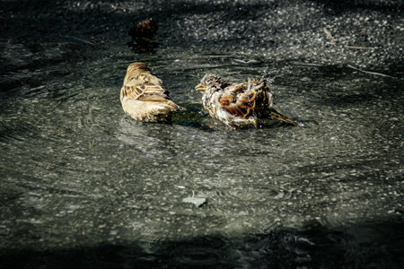 A pair of sparrows in the water. Selective focus.の写真素材