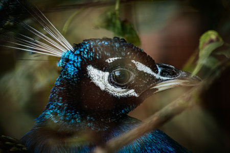 Peacock in the garden, close-up portrait of peacock