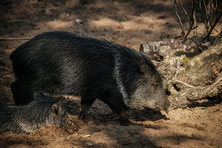 Wild boar (Sus scrofa) in the forest.の写真素材