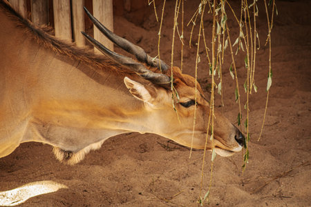 Eland antelope (Tragelaphus strepsiceros)