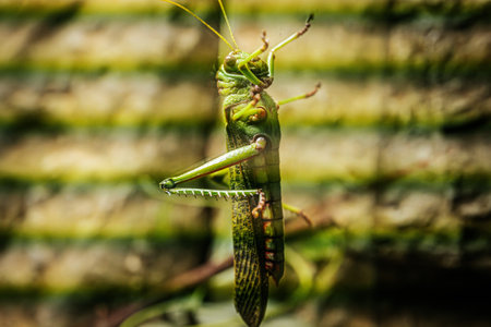 Grasshopper in the nature. Close up of grasshopper.