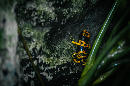 Yellow poison dart frog (Dendrobates tinctorius)の写真素材