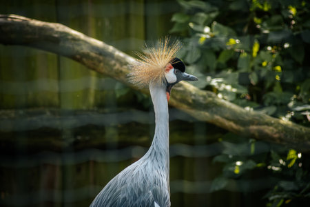 Grey Crowned Crane (Balearica regulorum) in a zooの写真素材