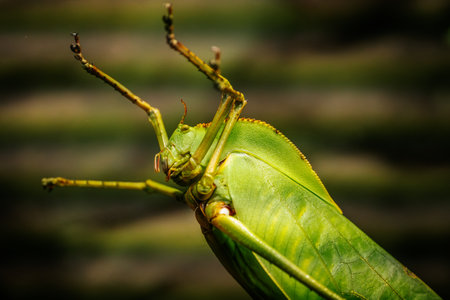 Image of green grasshopper on nature background. Insect. Animalの写真素材
