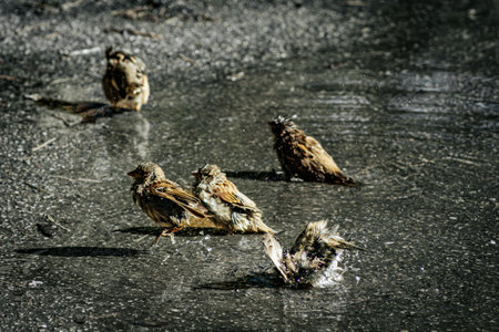 Group of sparrows drinking water from a puddle on the groundの写真素材
