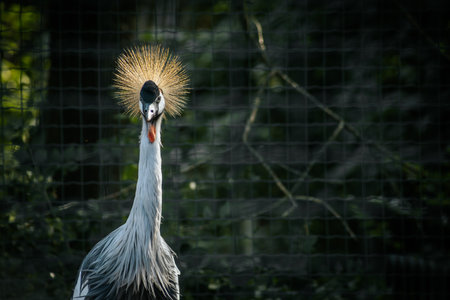 Grey crowned crane in a cage, close-up of the headの写真素材