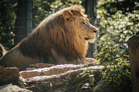 Portrait of a lion in the zoo. Animal in captivity.の写真素材