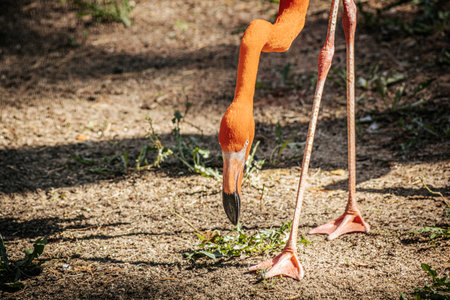 Flamingo walking in the park. Close up of flamingo's legs.の写真素材