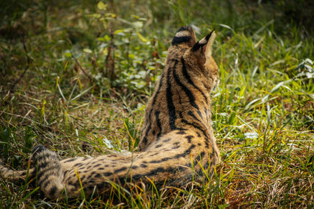 Serval cat (Felis serval) lying on the grass