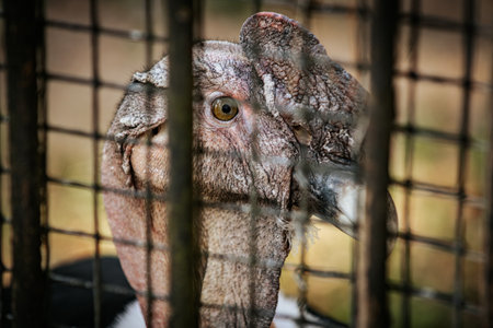 Portrait of a Marabou stork in a cage.の写真素材