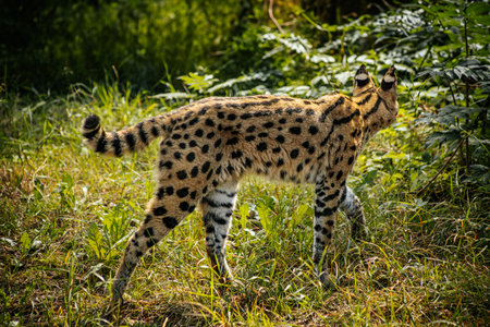 Serval cat walking in the forest. Wildlife scene from nature.の写真素材